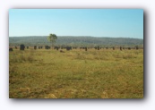 A "few" more termite mounds